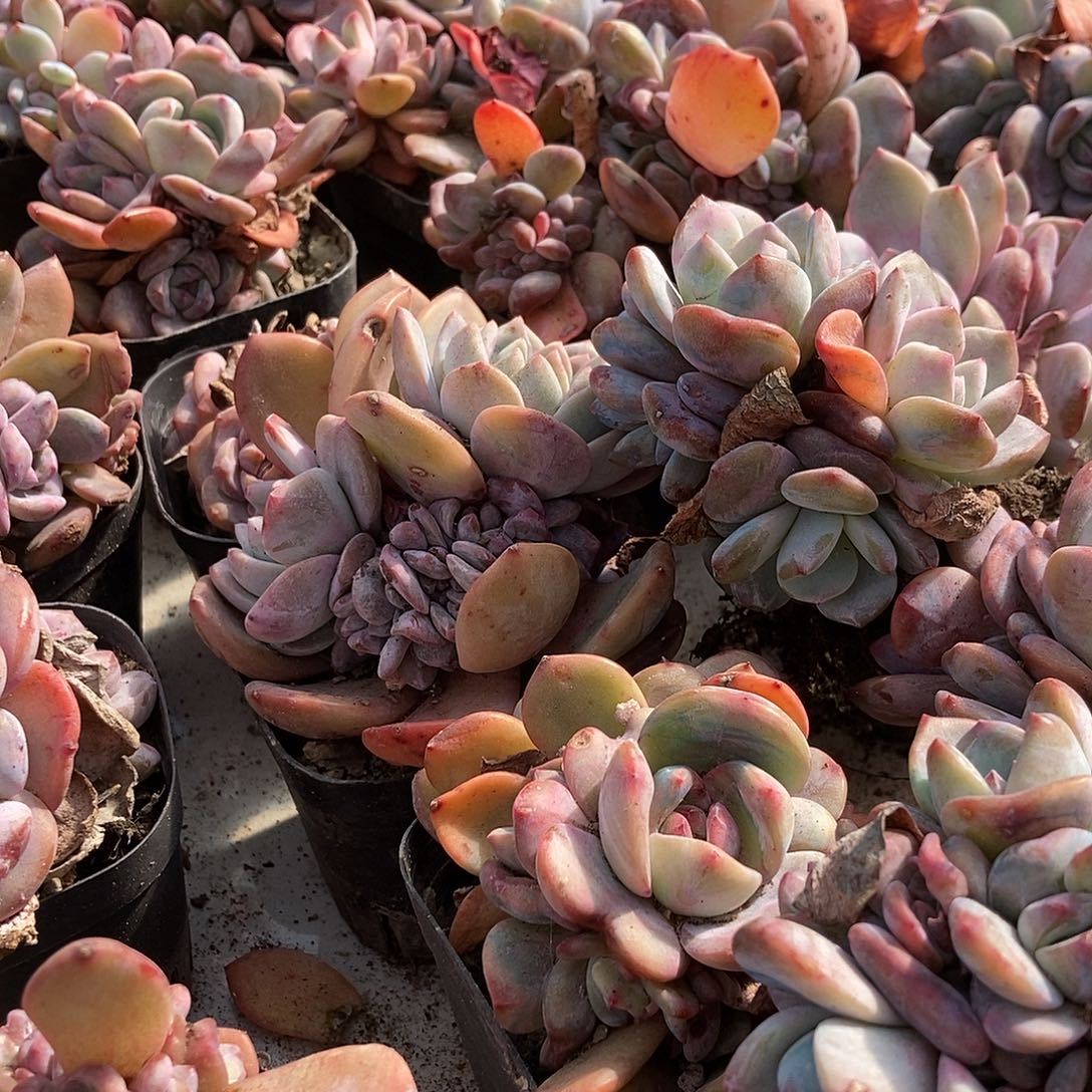 5-4石榴籽7方盆多头随机有砍