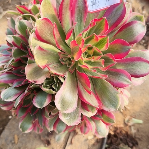 多肉植物粉女郎443