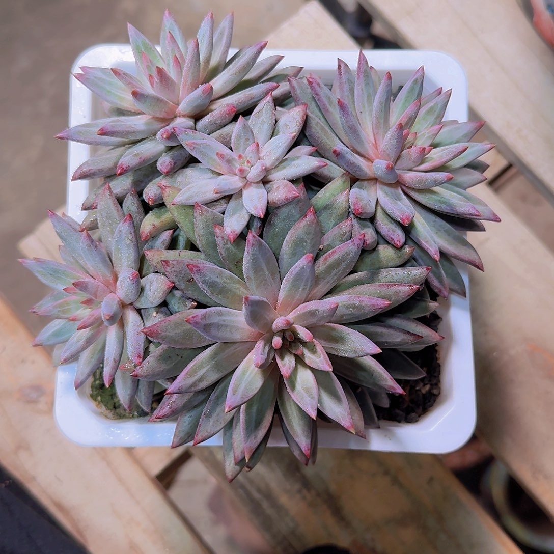 羽毛衣虞美人多肉一物一拍