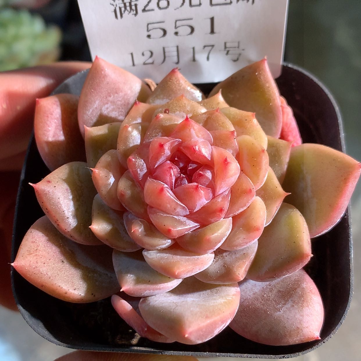 【闪购商品】云551