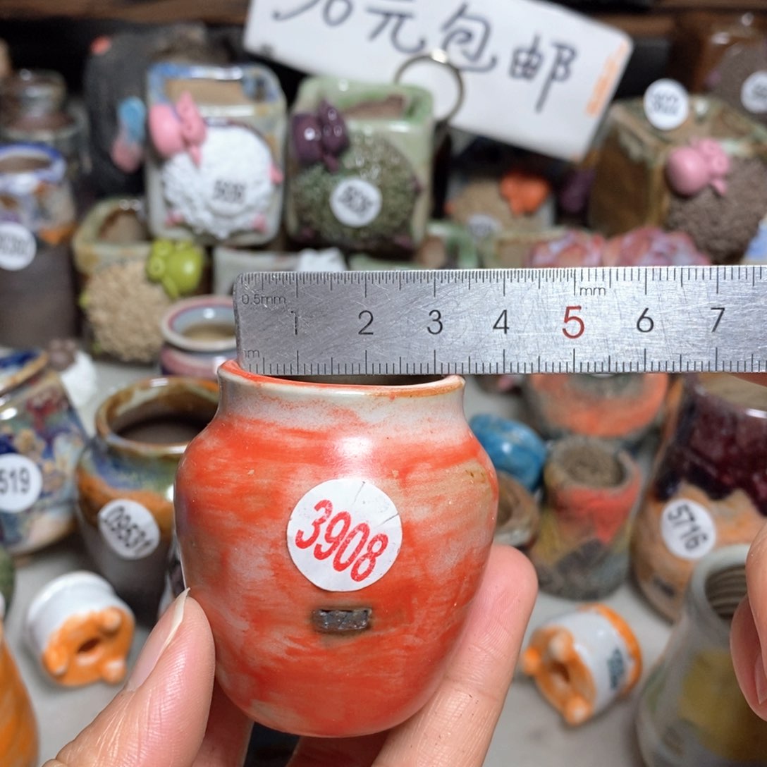 拍5送一个小礼物