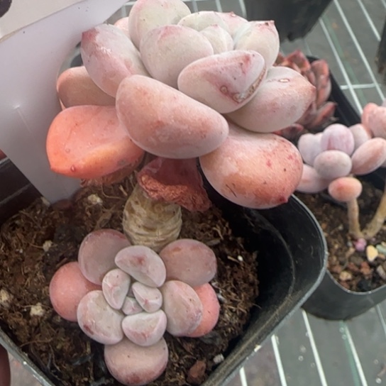 101白鹭 一物一拍多肉