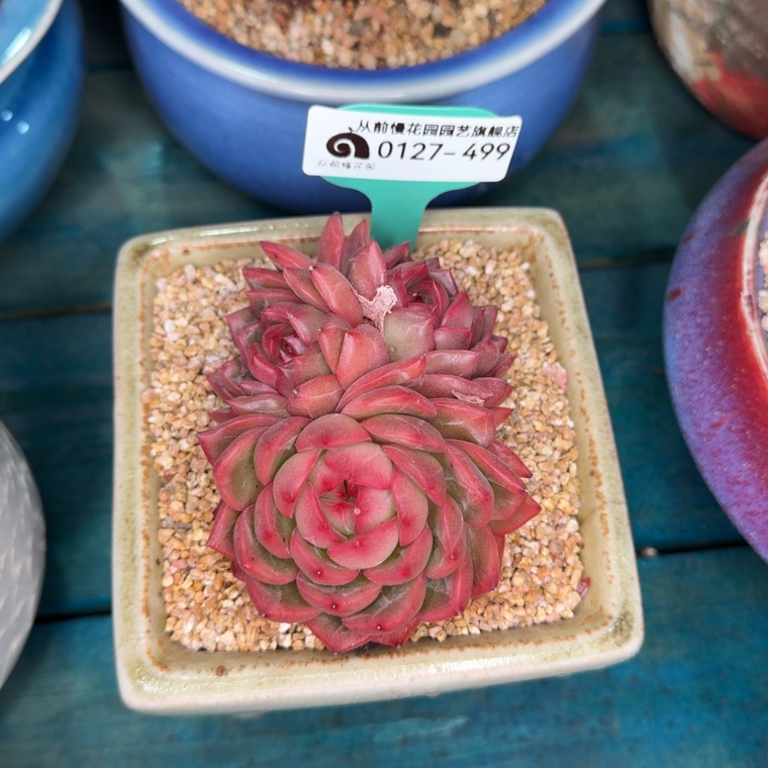 从前慢花园雪雪多肉0127-499