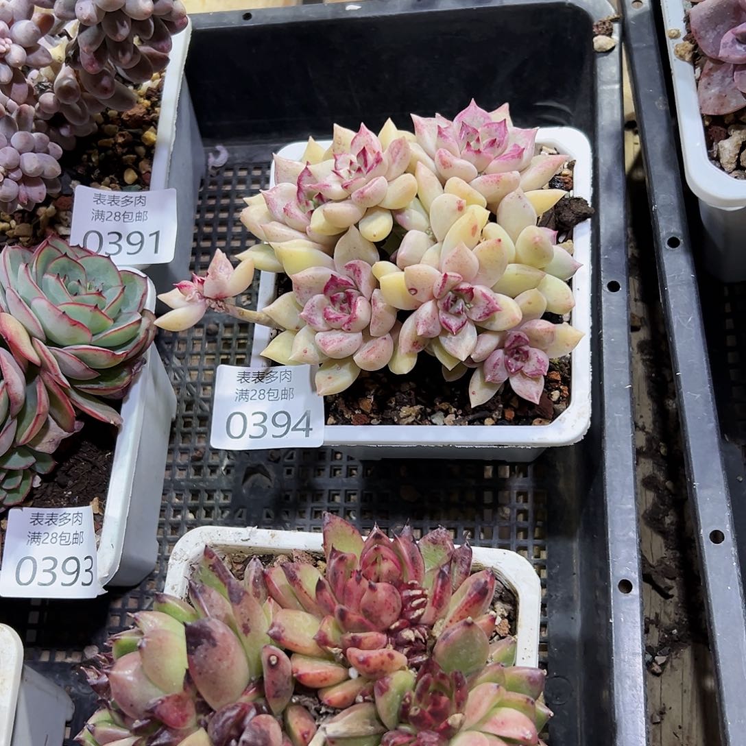 娘*多肉一物一拍0394