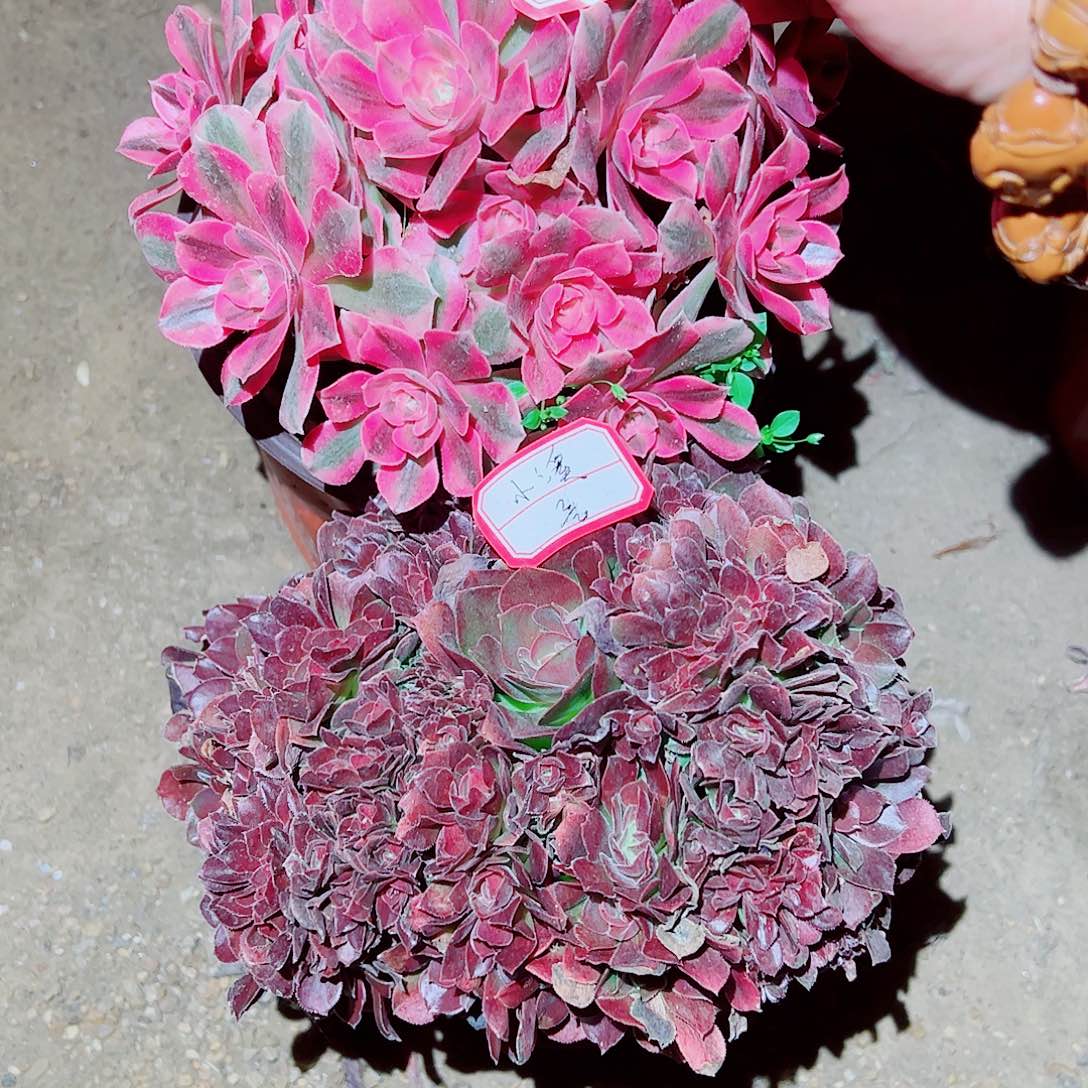 小*Y小溪多肉植物保护研究所