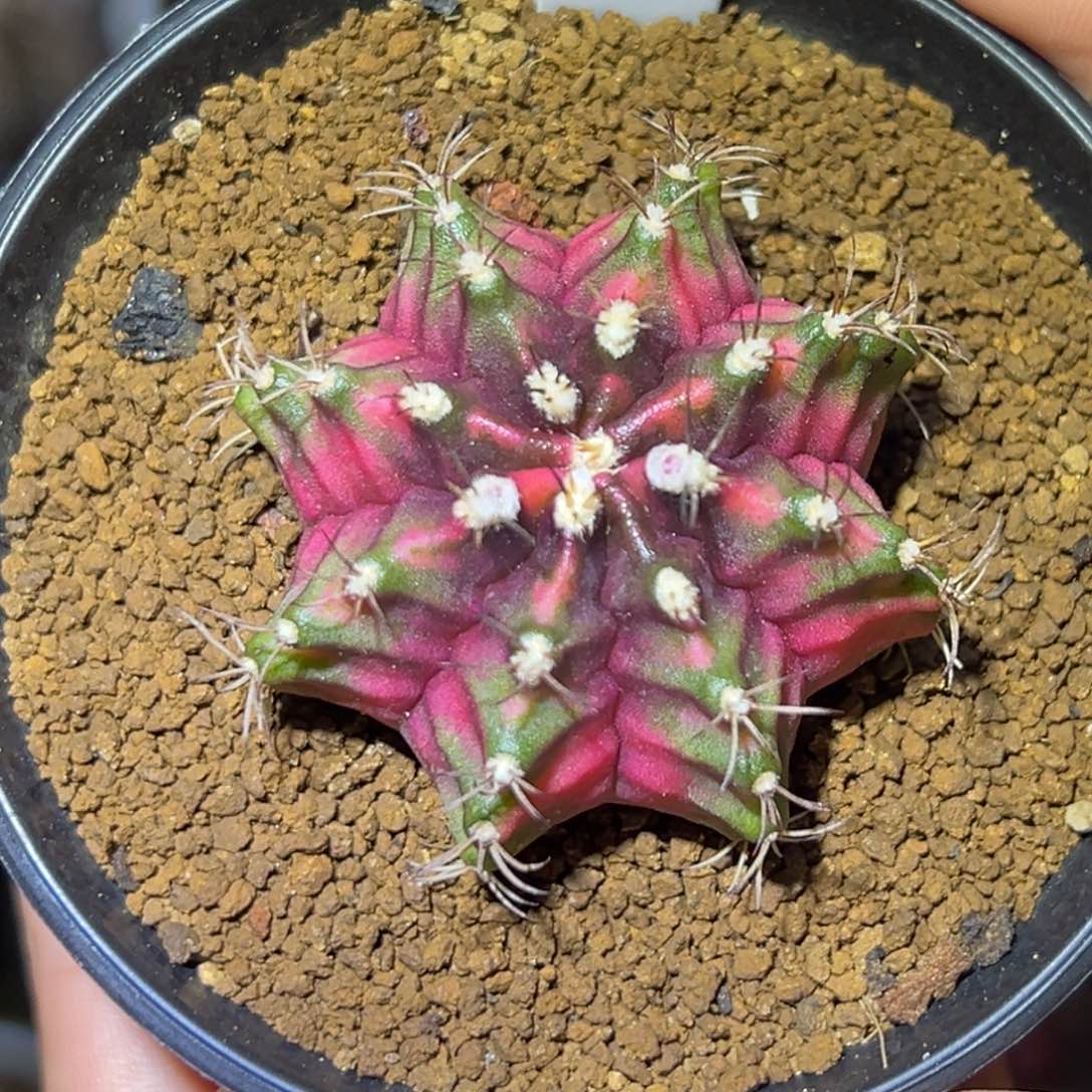 泰系实生米哈锦113