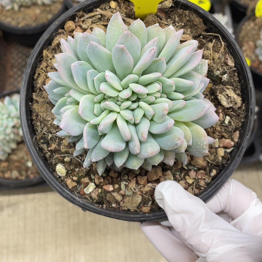 12号多肉实生星影缀化一个