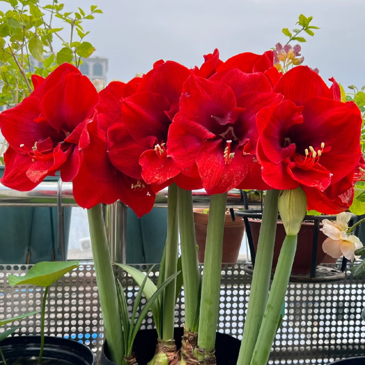 圣诞快乐/新年快乐自然基地球单瓣红色大花型