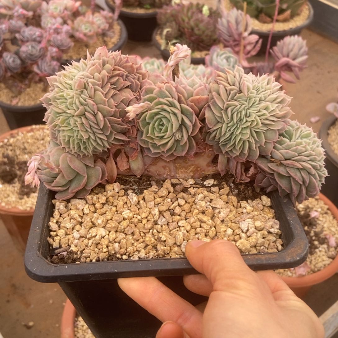 昂斯洛多肉多肉多肉多