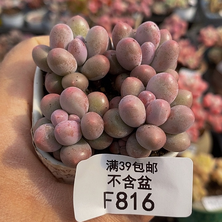 紫泡泡4棵816多肉植物