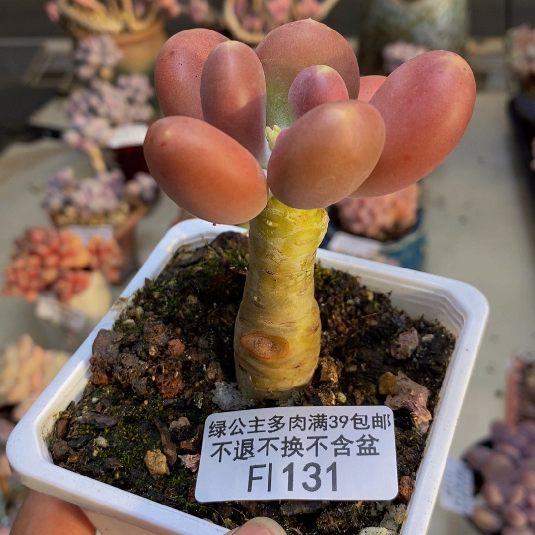 131金蟾多肉肉6c m