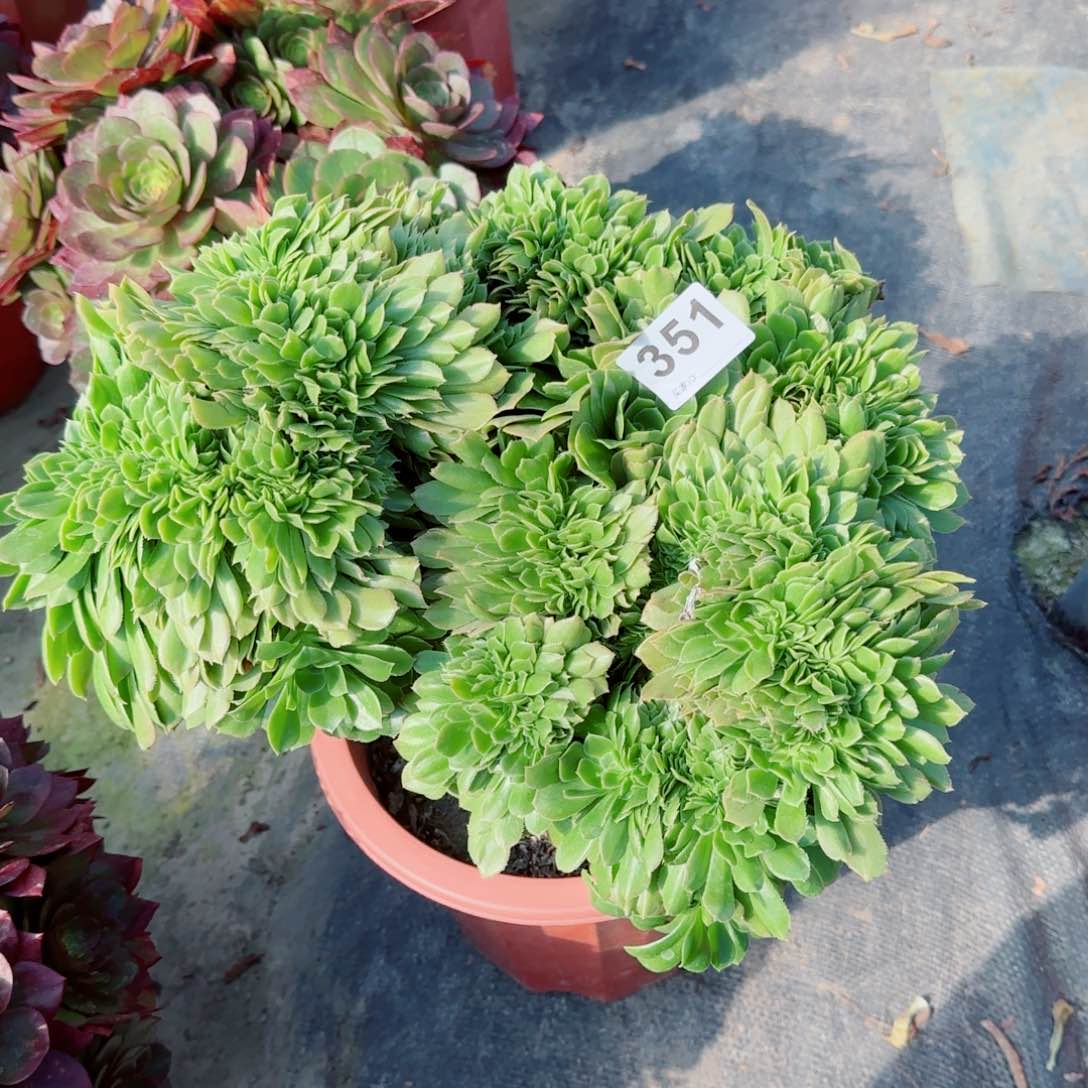 351多肉植物绿缀