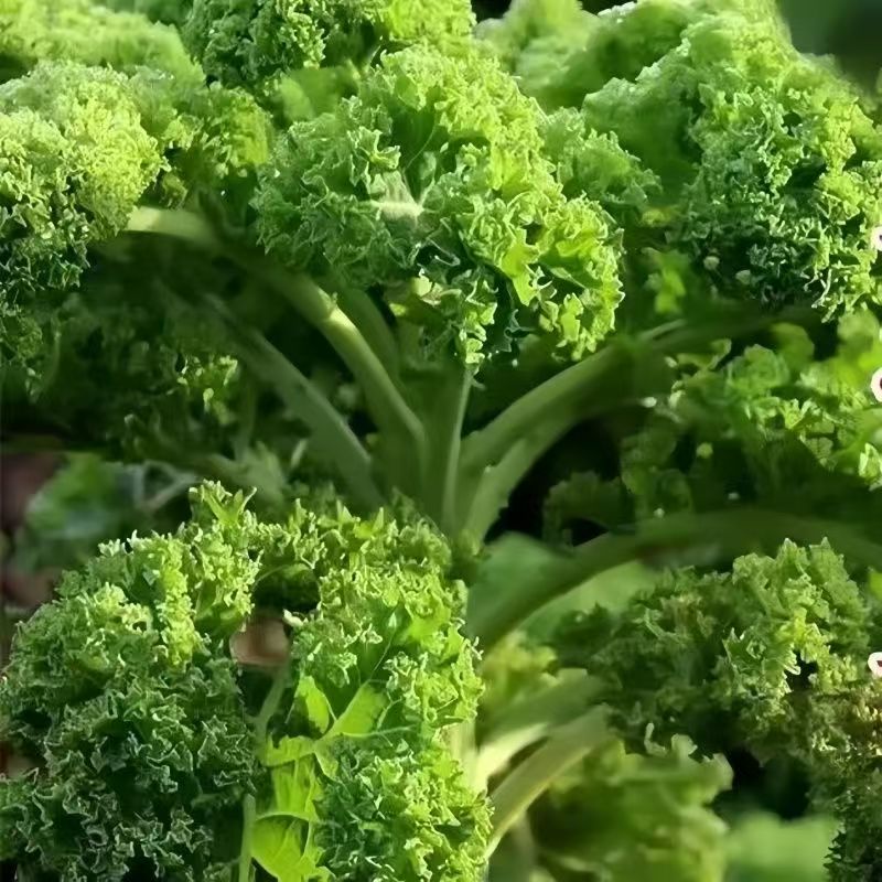 绿羽衣甘蓝苗秧苗观赏食用两用蔬菜女王粉紫羽衣种子抱子甘蓝