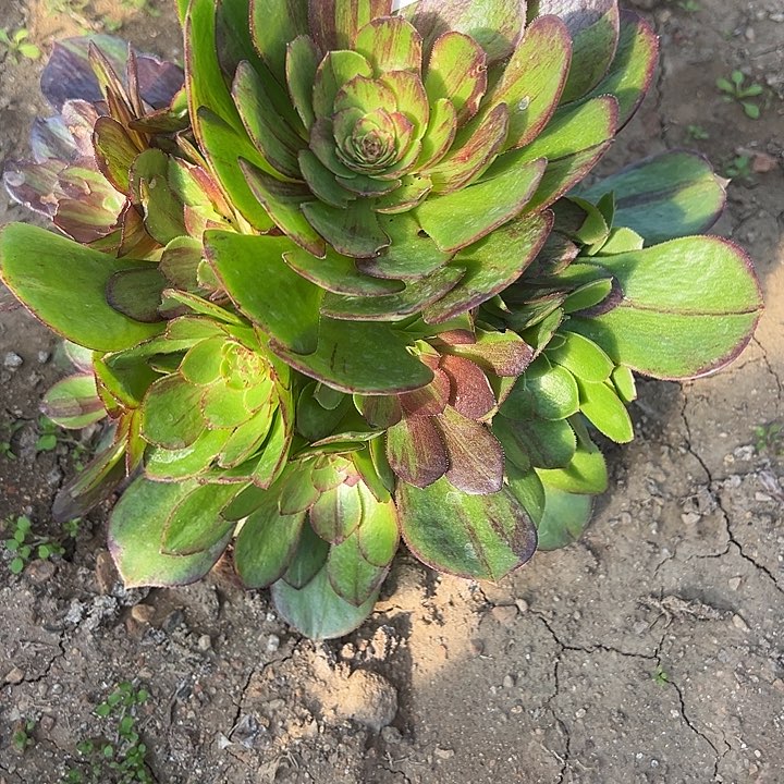 2.10-43花月夜多肉1