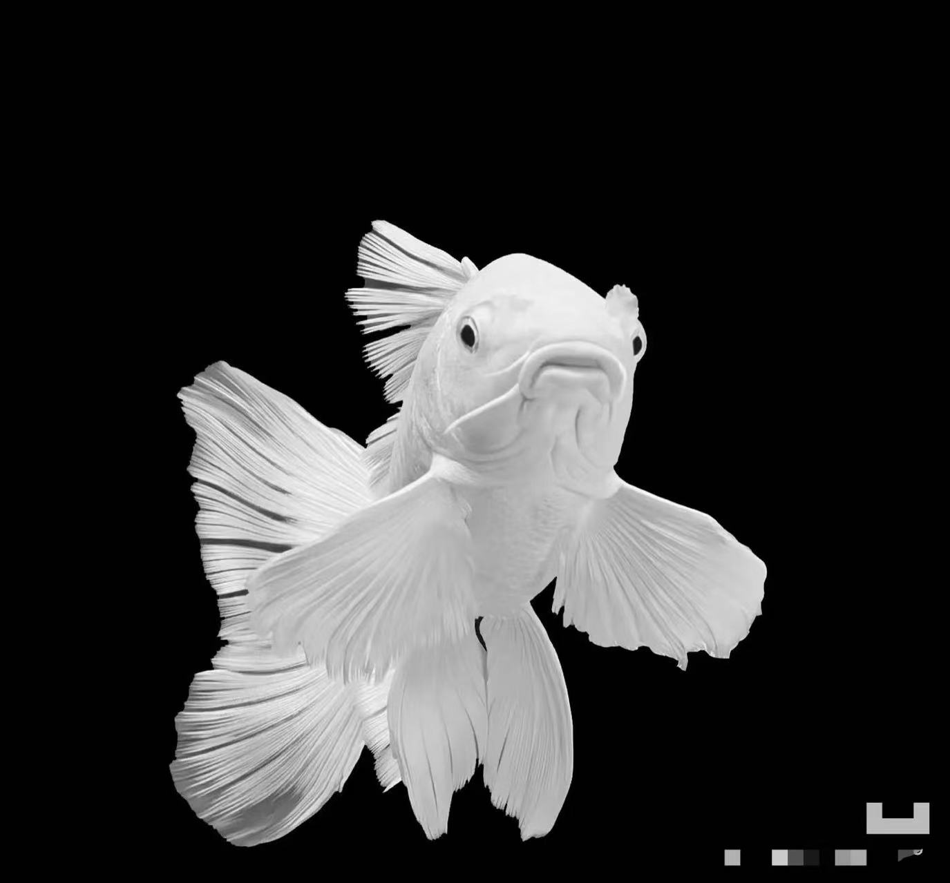 25-40㎝石膏白蝴蝶好养耐活冷水观赏鱼包邮到家