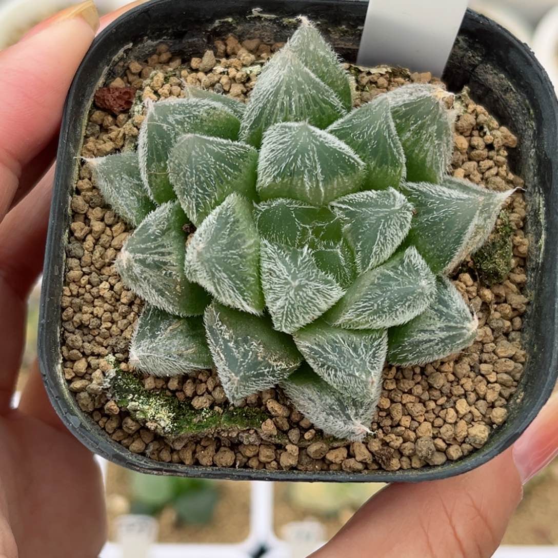 644毛玉露哈哈哈哈哈哈