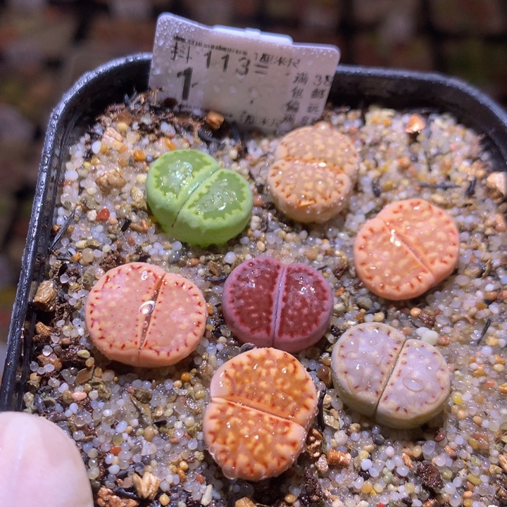 精品生石花113.1