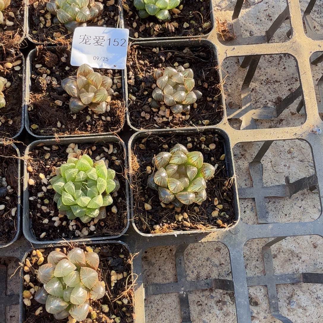 直播一物一拍福利152