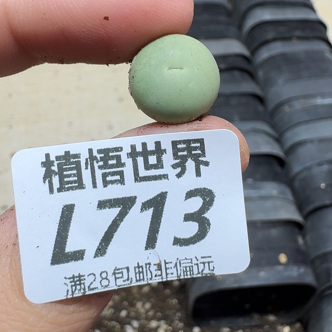 多肉植物的人生ghj