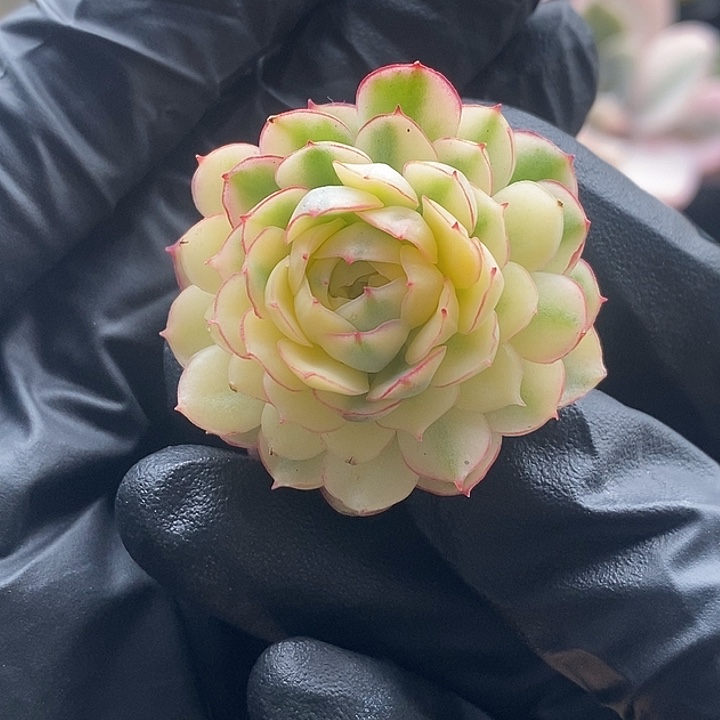迪***闪梦幻玫瑰锦多肉植物