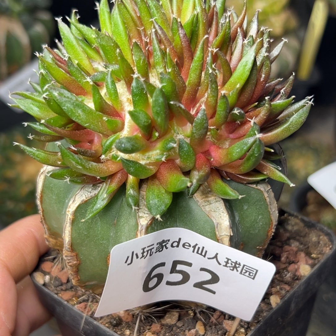 652 仙人球的比赛将于本