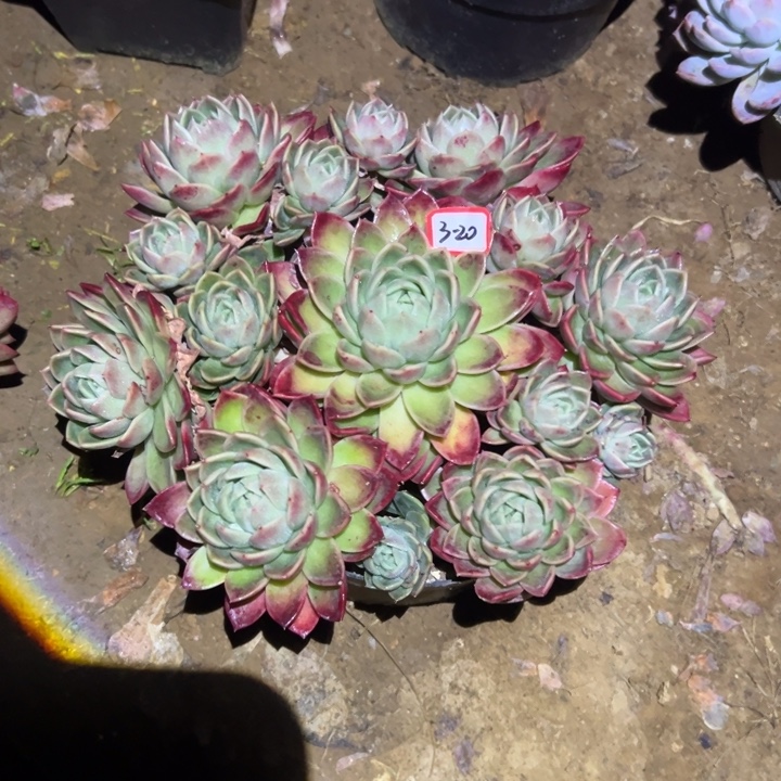 精品多肉植物老桩桃子女巫