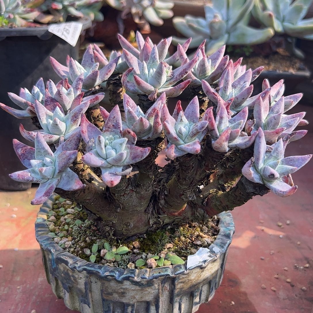 欣***34838变异苹果叶仙女杯