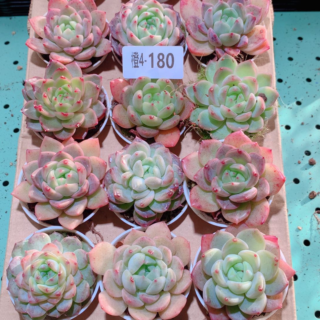 4-180一物一拍多肉带盆18颗