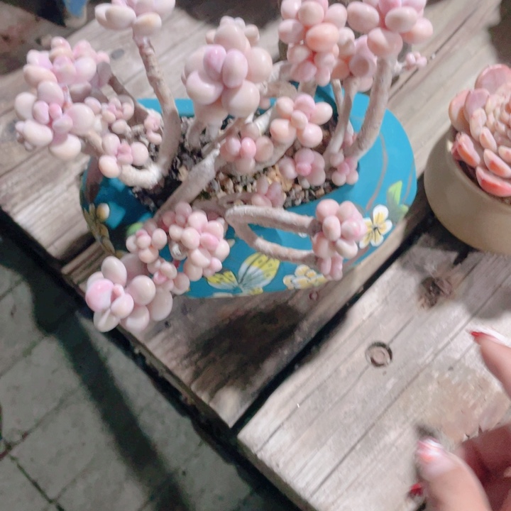 多肉植物的多肉植物