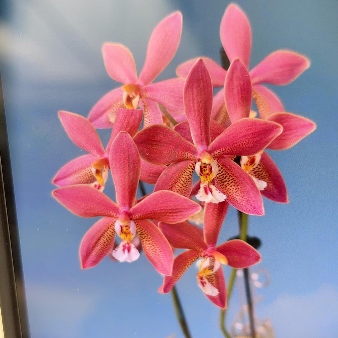 当前无花栽培后可以开花青铜少女