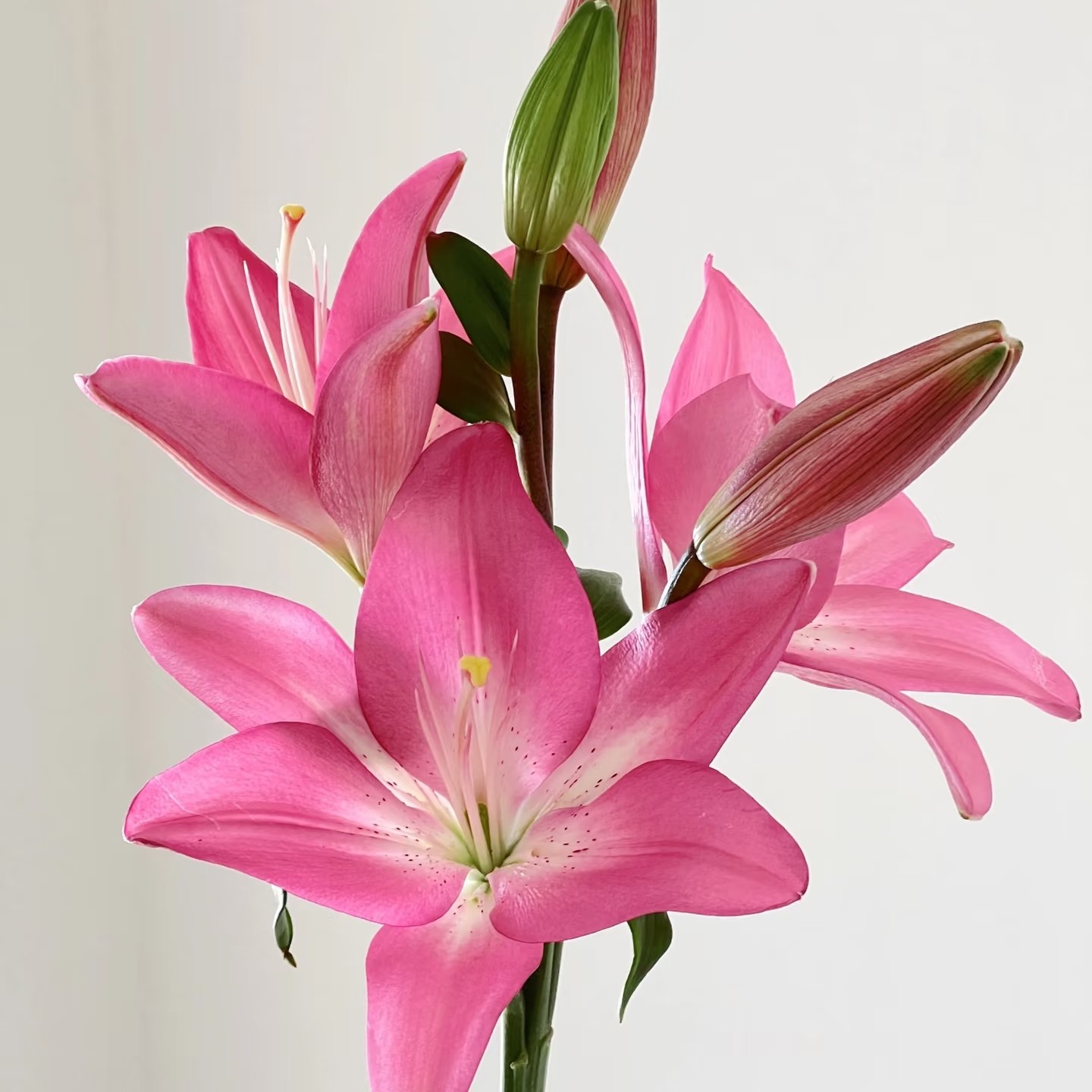 阿克隆粉色亚洲百合  居家办公优选  （东北基地直发）