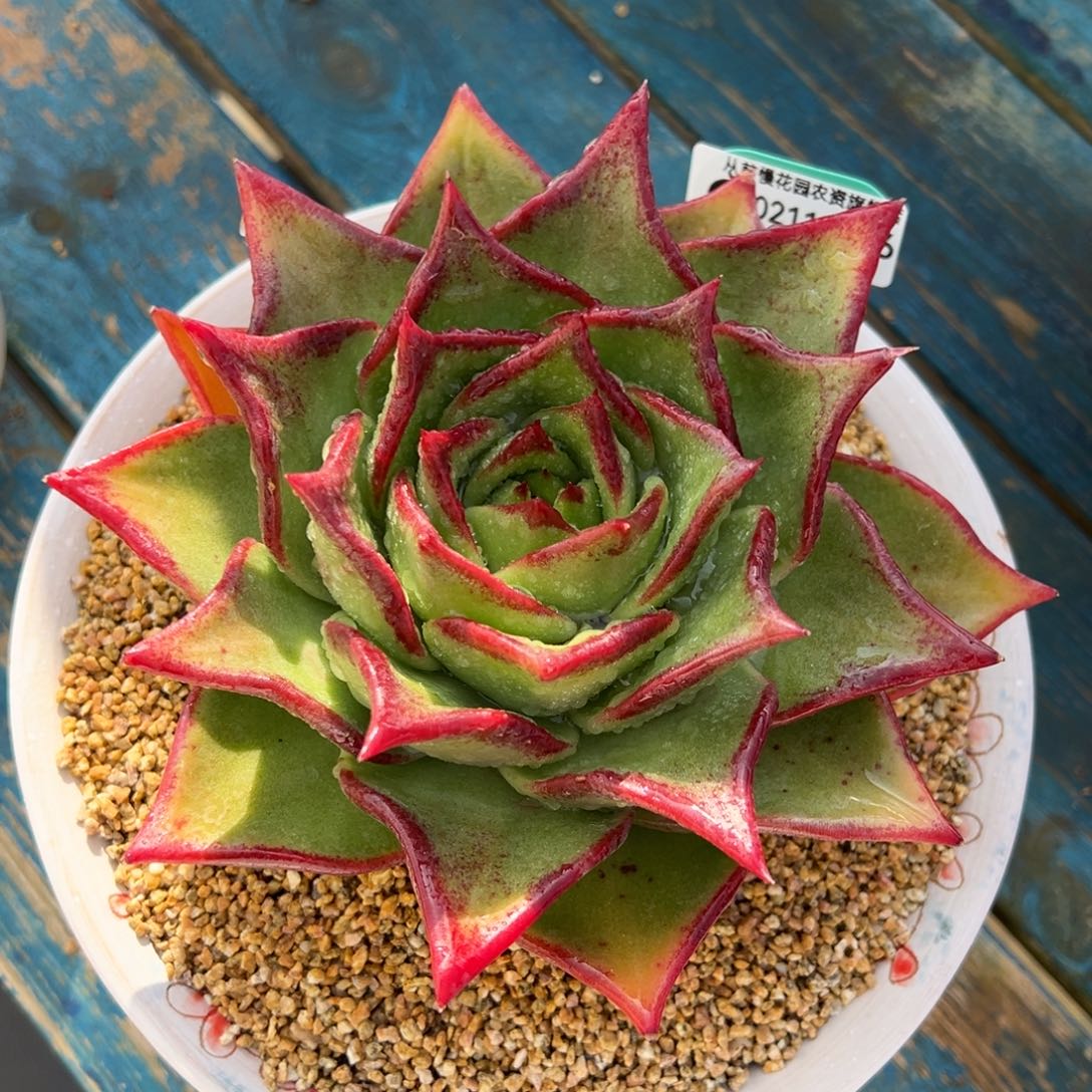 从前慢多肉精选编号0211.106