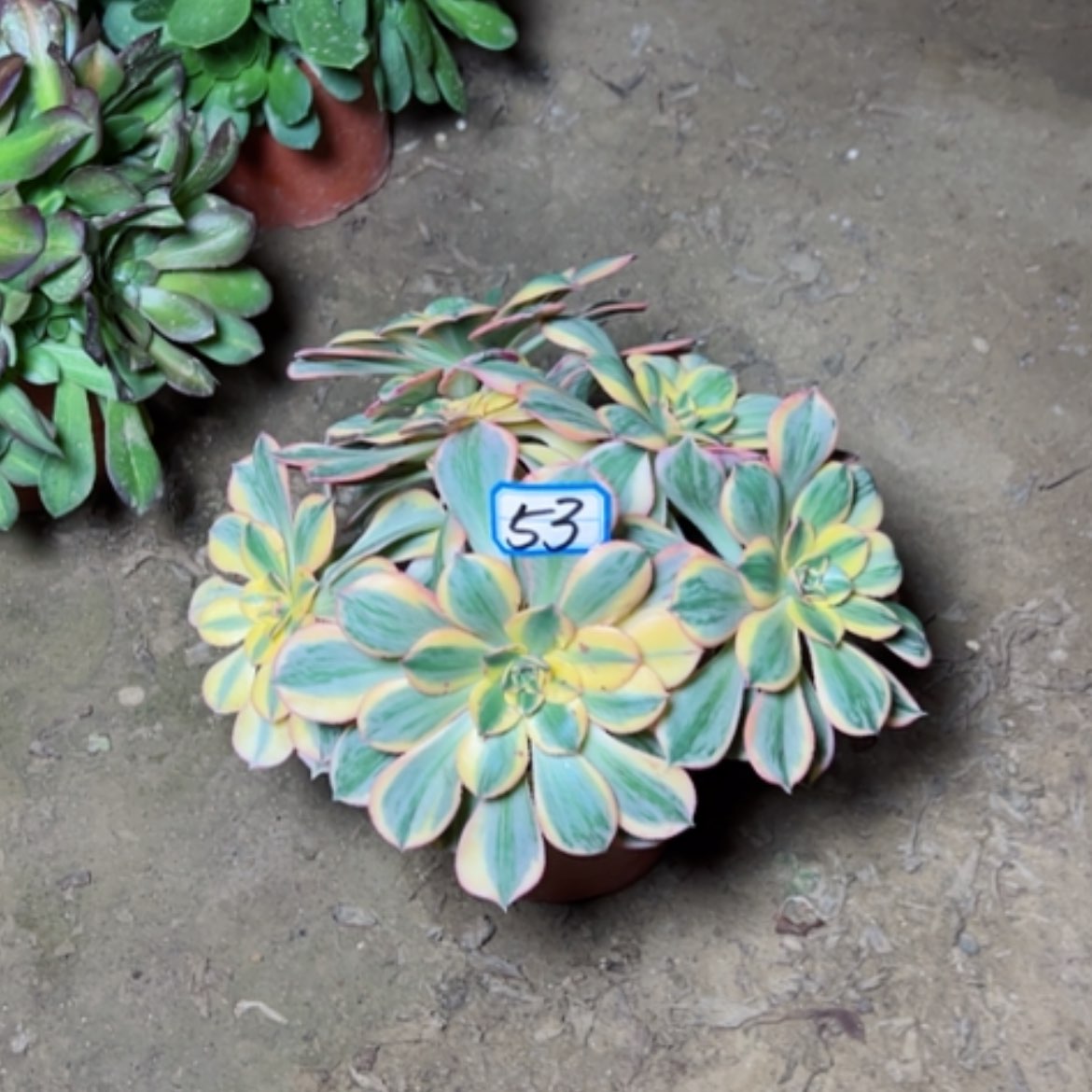 【闪购商品】多肉植物不是老桩53