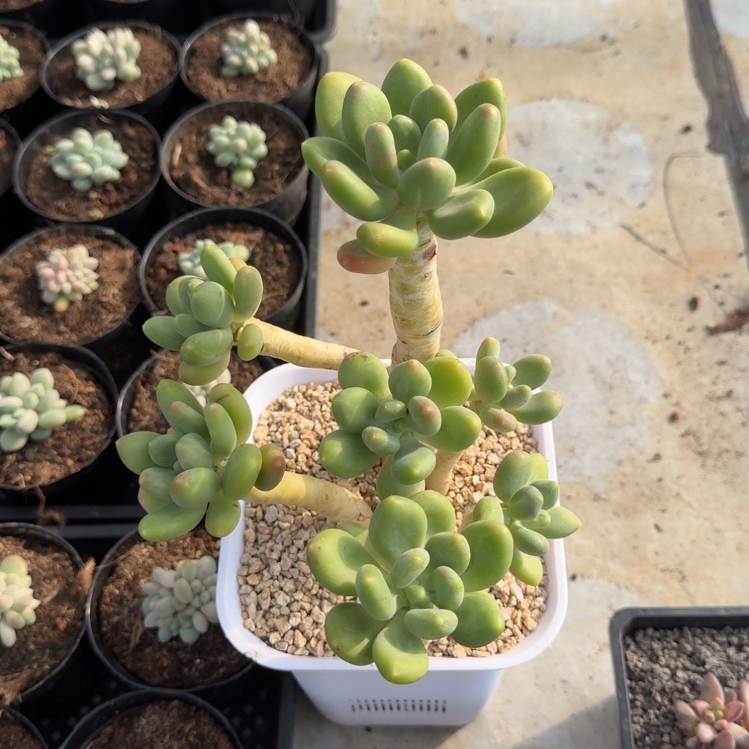 潘多拉 7头 一物一拍