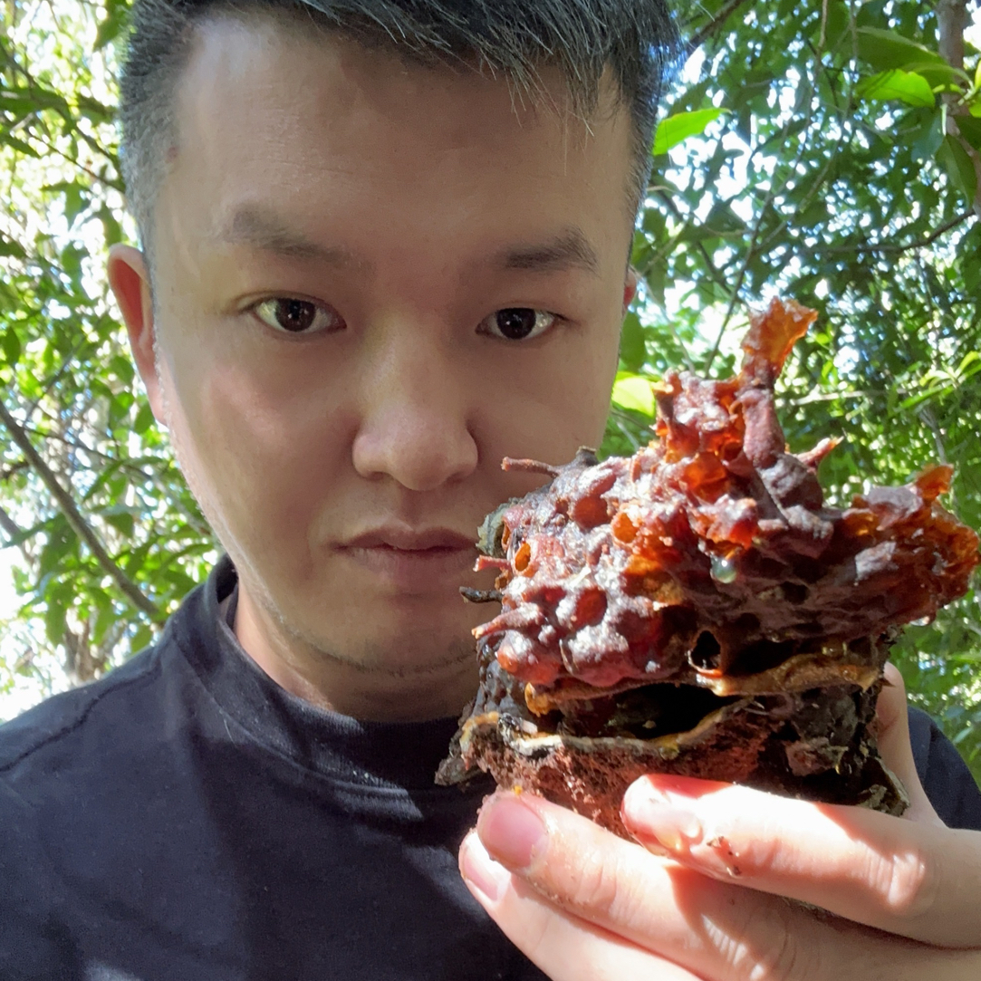 缅甸边界 野生蚂蚁蜜 酸酸甜甜+花香四溢，蜜香花香直冲天灵盖。