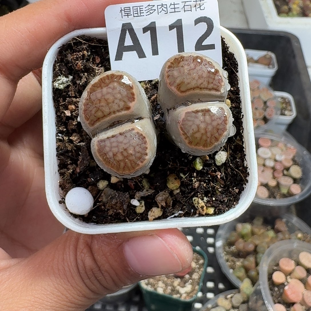 112多肉植物多肉植物的