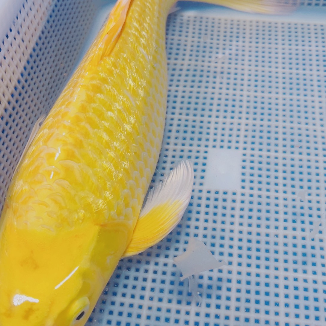 海水鱼锦鲤观赏鱼112