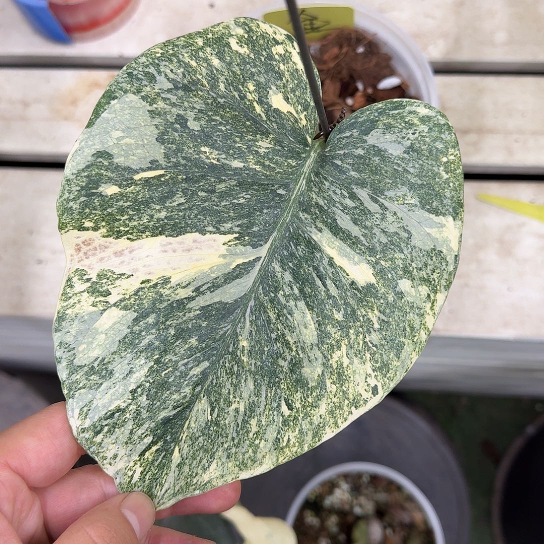 不开花植物优秀宝藏尝鲜价A6