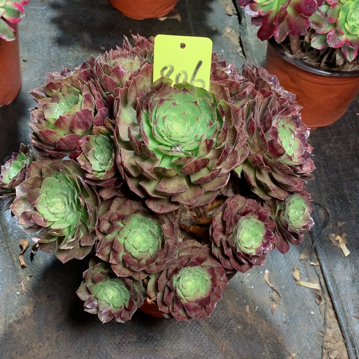 806黑魔多肉一物一拍