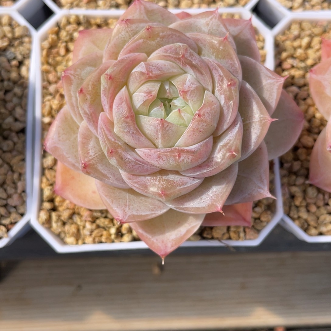 差****优选奶芙珍妮多肉711