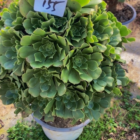 绿玫瑰多肉植物155多肉