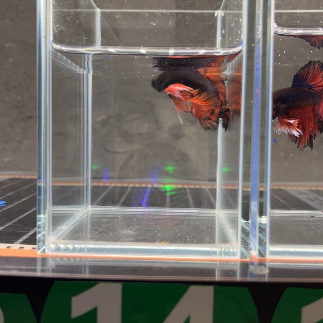 海水鱼14号李老板广州绣球半月