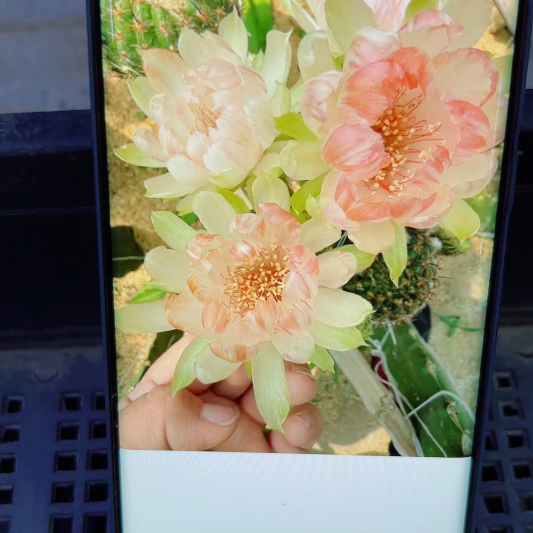 下89丽花102 歪无根侧芽3公分左右20包邮