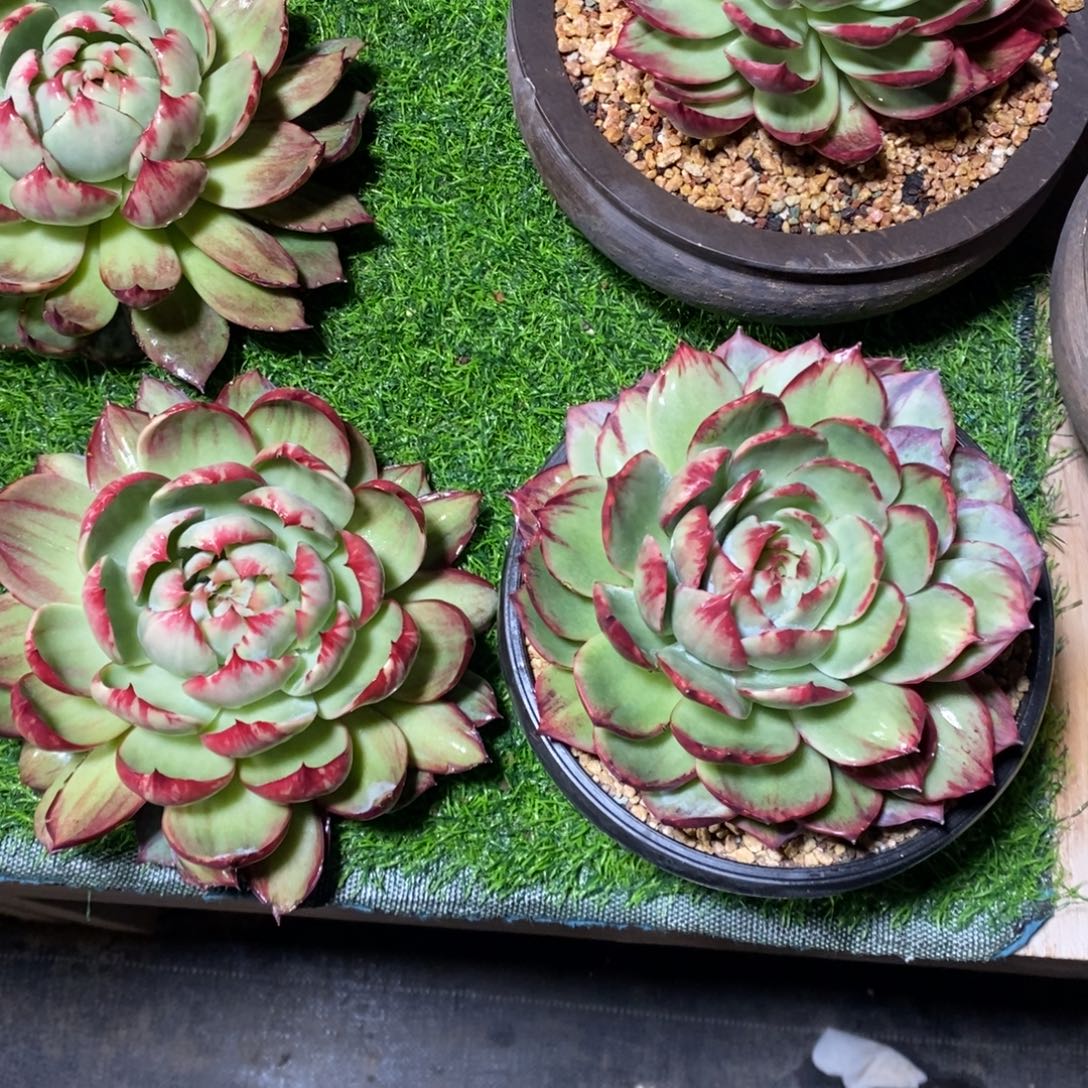 小***雨惊鸿仙子一物一拍