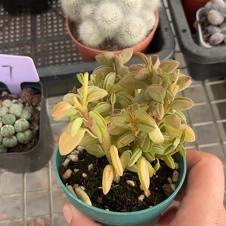 我也不知道我为什么要这样