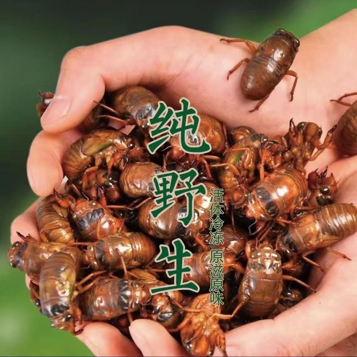 顺丰冷链【次日达】2025苏北特产爬叉猴活体速冻金婵油炸知了
