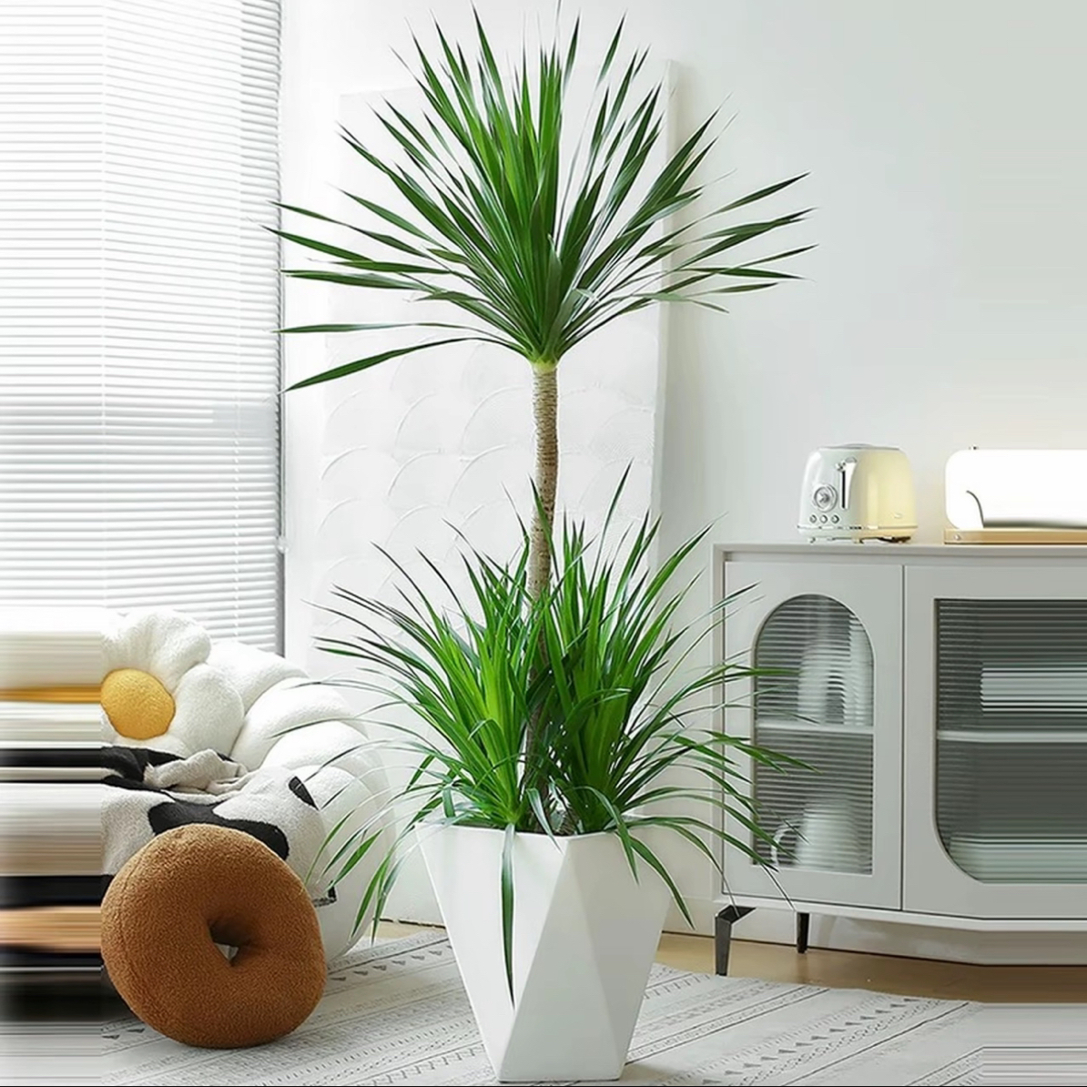 5aa级两层龙血树大型客厅绿植净化空气四季常春