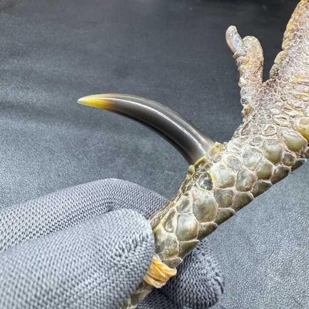 文玩鸡爪骨手把件（单只 处理好发货十天左右发货）