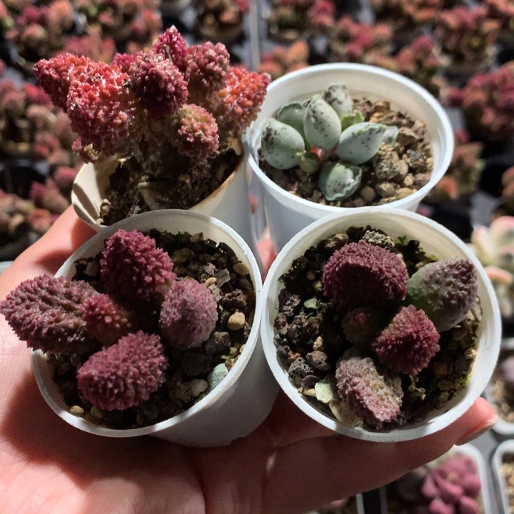 四件套。   随缘发888