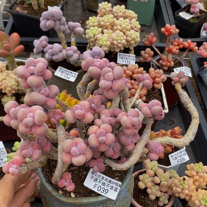 腰子桃蛋老桩15cm039多肉植物